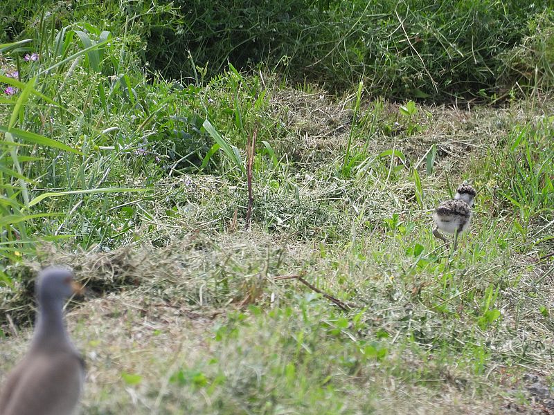 ケリちゃんとこケリちゃん