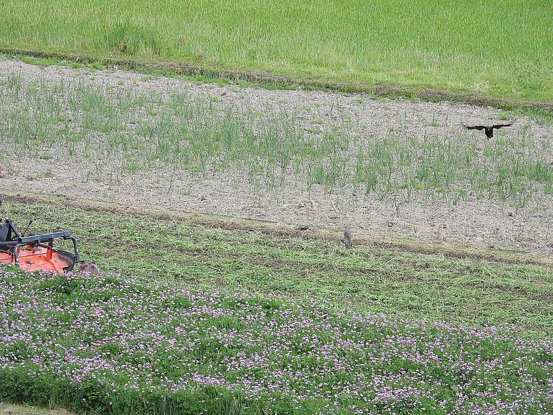 レンゲをすきこんでるところにカラヤンが来た
