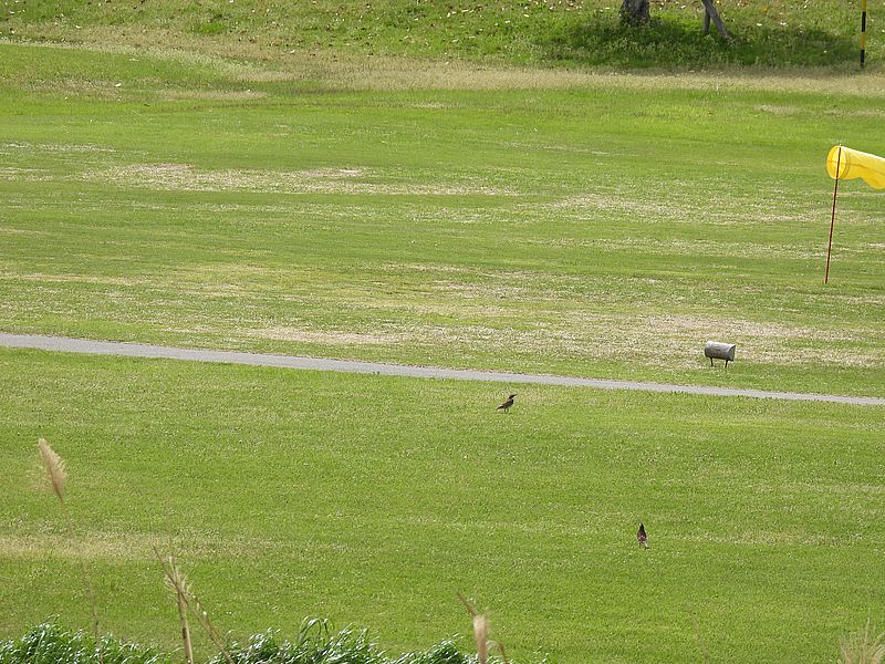 ゴルフ場のツグミちゃん