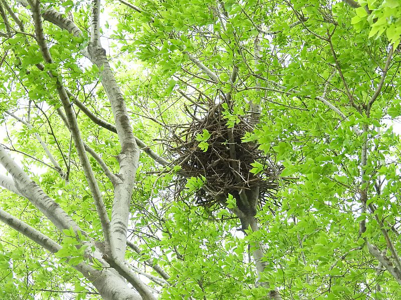カラヤンの古巣