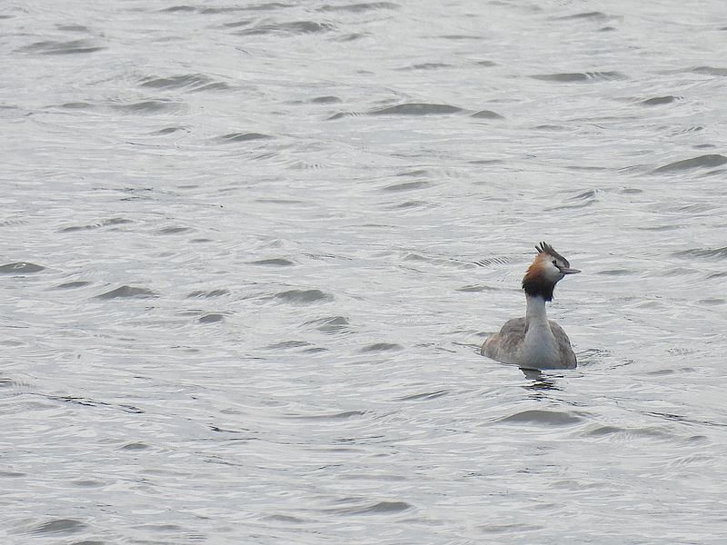 カンムリカイツブリちゃん
