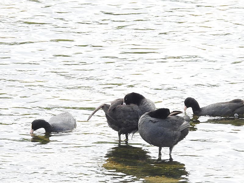 オオバンちゃん