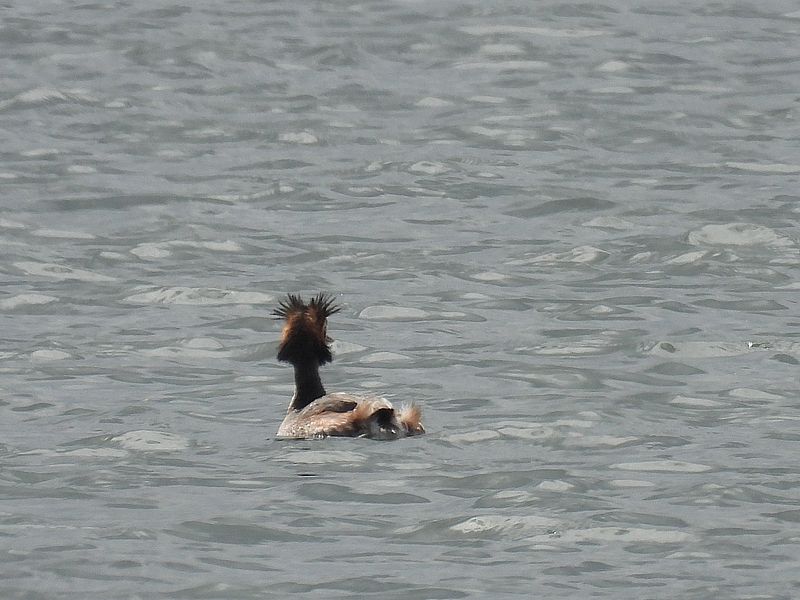 カンムリカイツブリちゃん