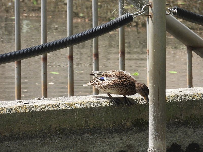 アイガモ母さん？