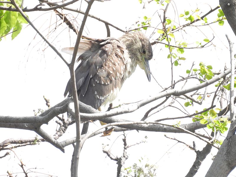 ホシゴイちゃん