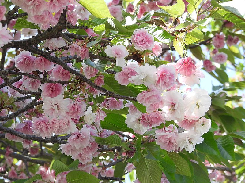 八重桜