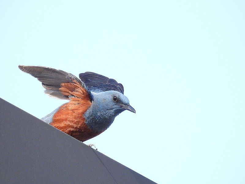 イソヒヨちゃん