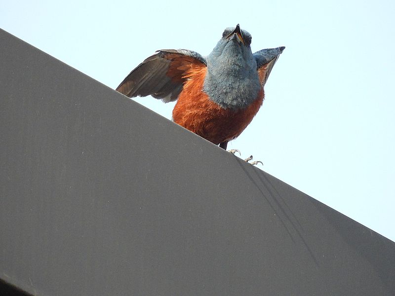 イソヒヨちゃん