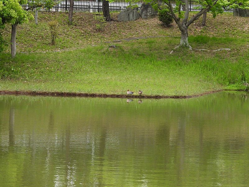 ぴゆちゃんご夫妻