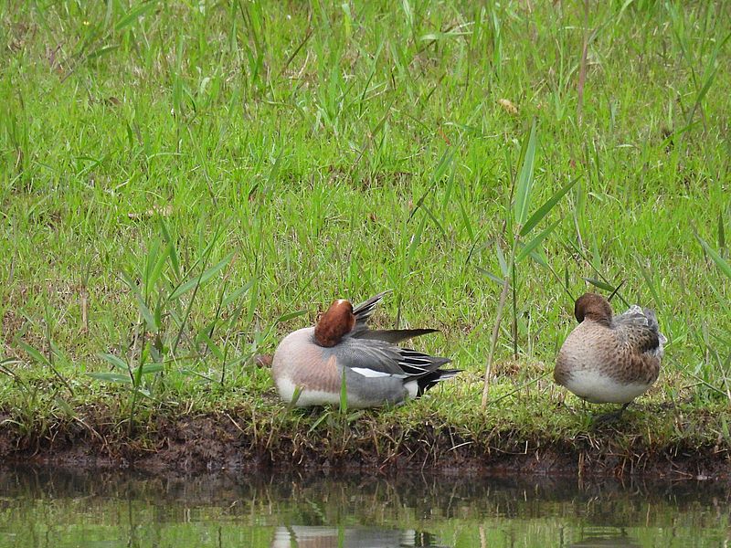 ぴゆちゃんご夫妻