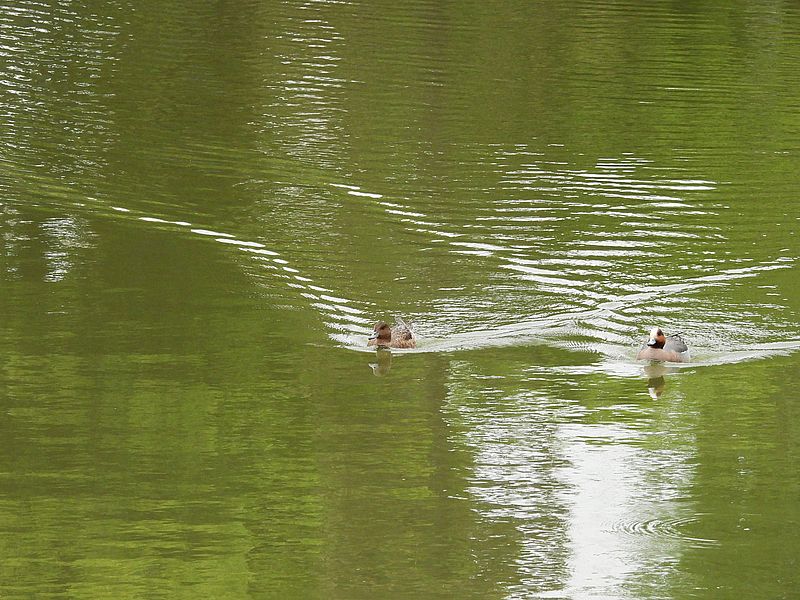 ぴゆちゃんご夫妻