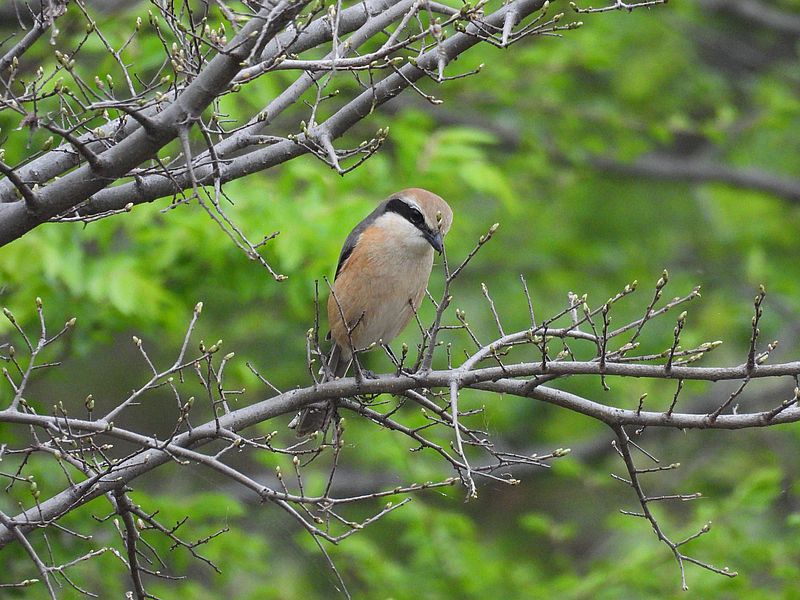 ラブリーソルジャーモズちゃん