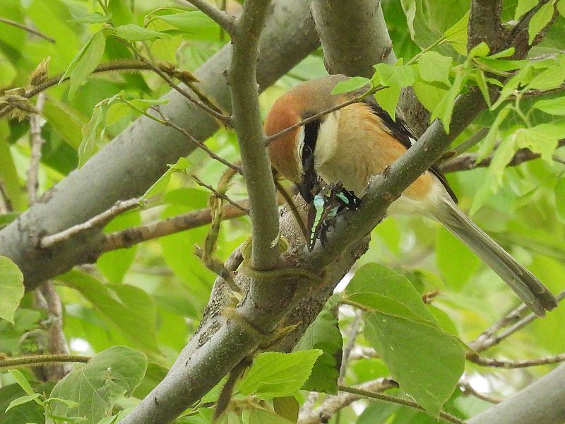 ラブリーソルジャーモズちゃん