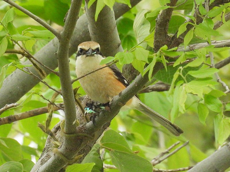 ラブリーソルジャーモズちゃん