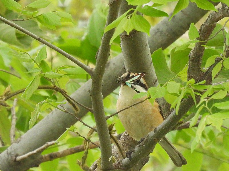 ラブリーソルジャーモズちゃん