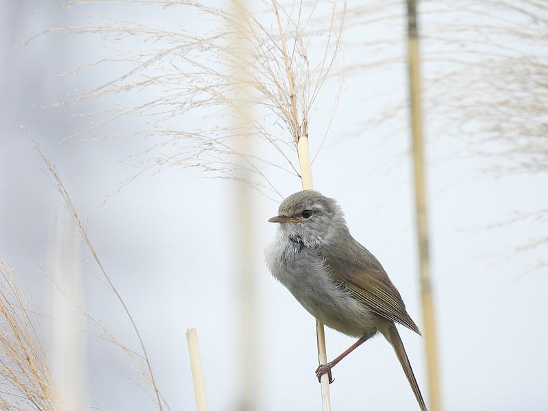 ウグイスちゃん