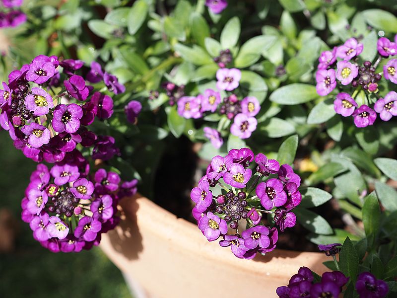 スーパーアリッサム