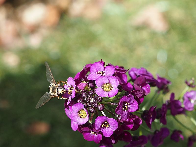 スーパーアリッサムにヒラタアブ先生