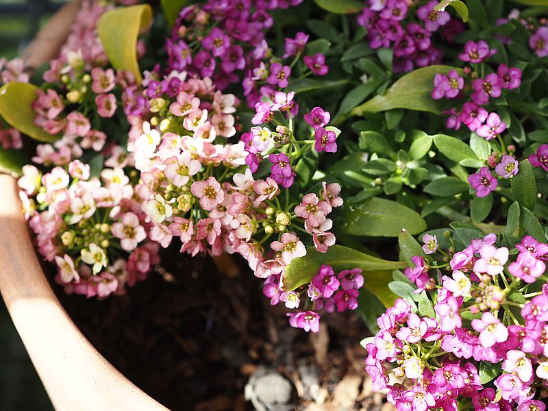 スイートアリッサムはなあかり