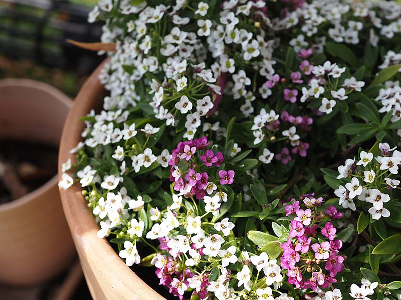 スイートアリッサムはなあかり