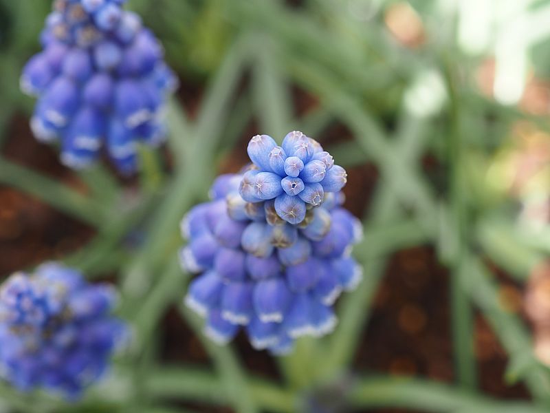 ムスカリちゃん