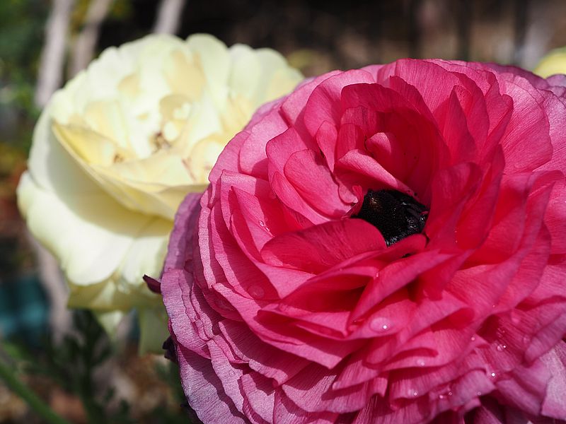 ラナンキュラス