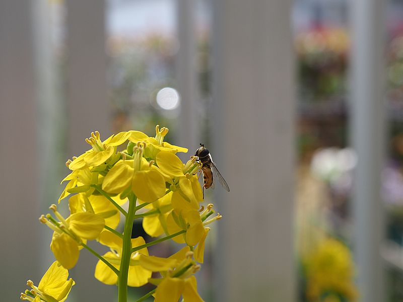 菜の花にヒラタアブ先生