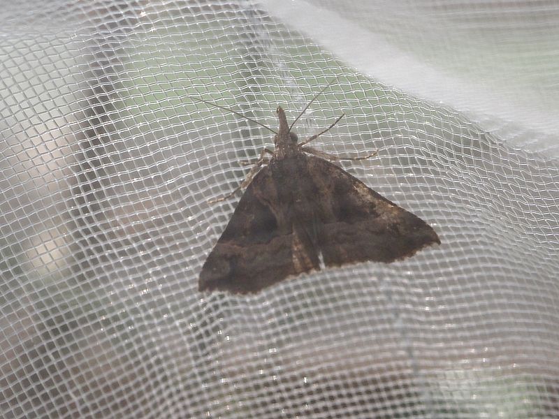 トビモンアツバっぽいって