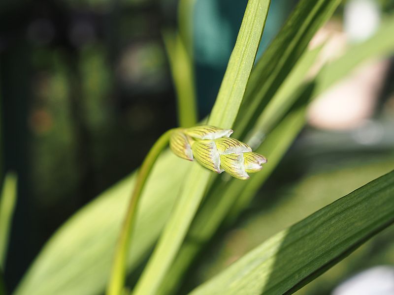 フリージアは大丈夫かな？