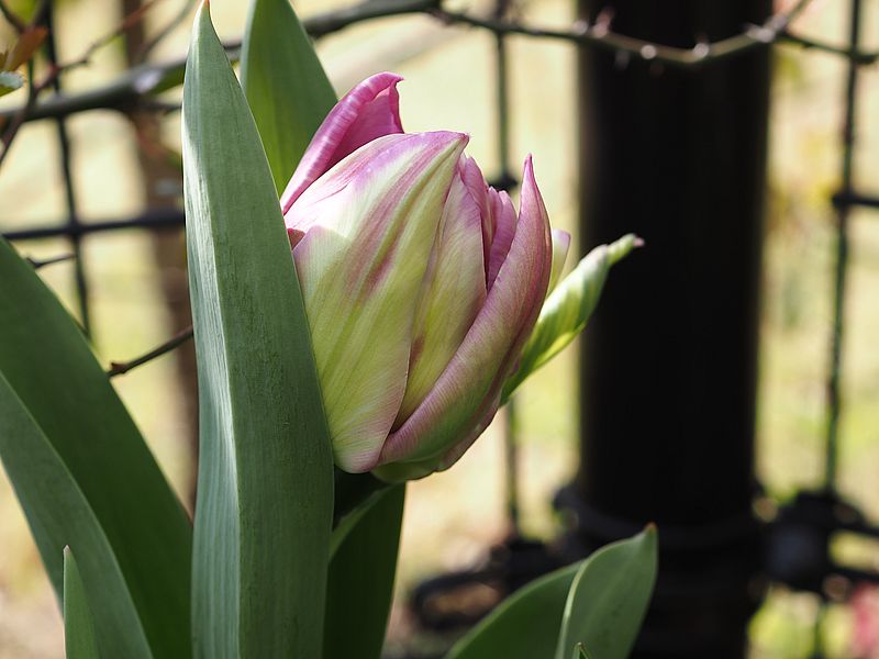 チューリップ。ロマンティックブーケって名前だったような。