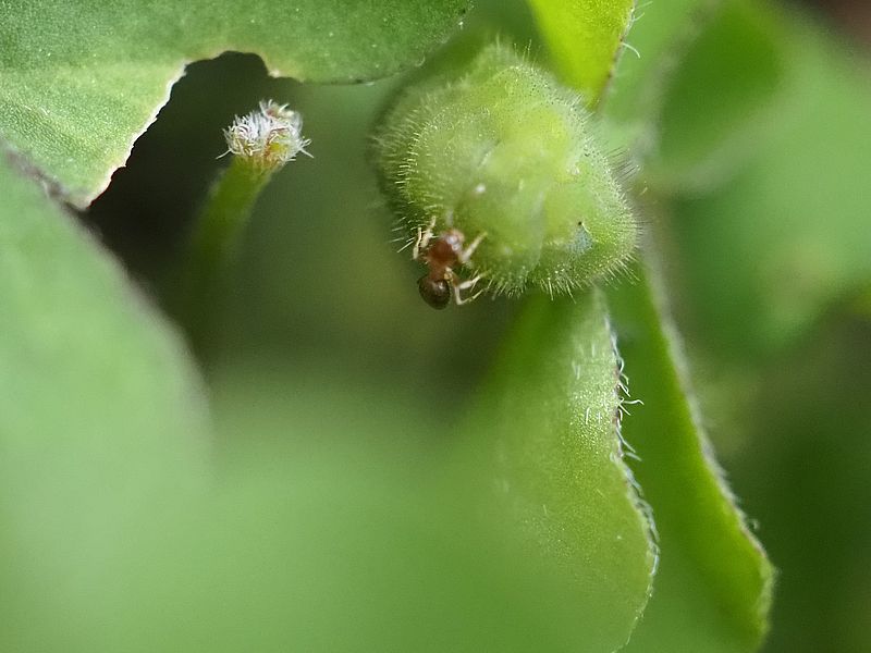 ヤマトシジミの芋ちゃん