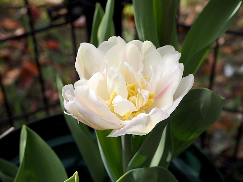 チューリップロマンティックブーケ