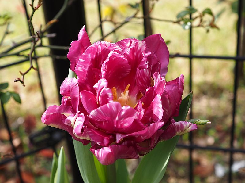 チューリップロマンティックブーケ