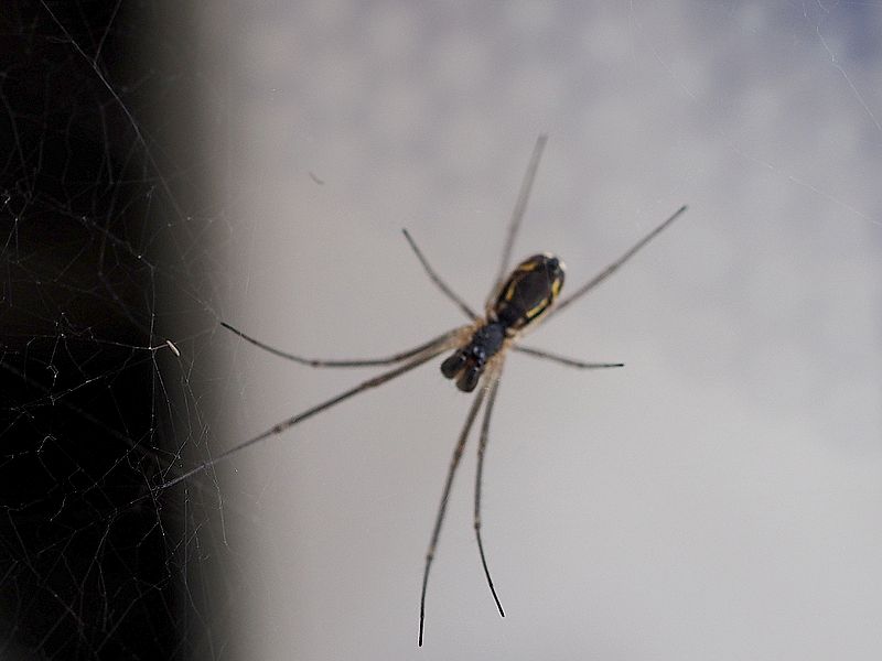 アシナガサラグモちゃんが似てる