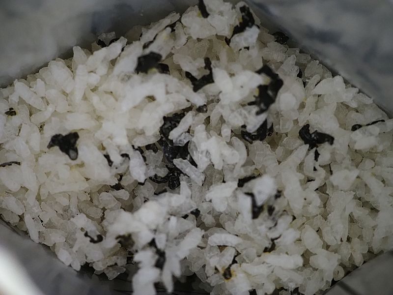 期限切れアルファ米を食べた
