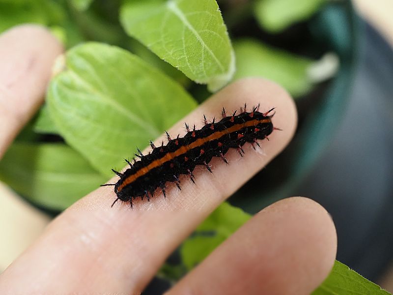 ツマグロヒョウモンの芋ちゃん