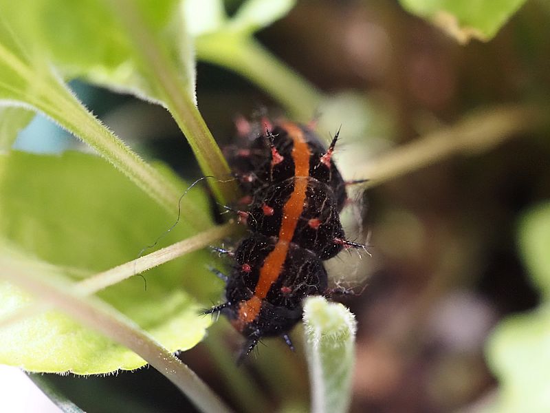 ツマグロヒョウモンの芋ちゃん
