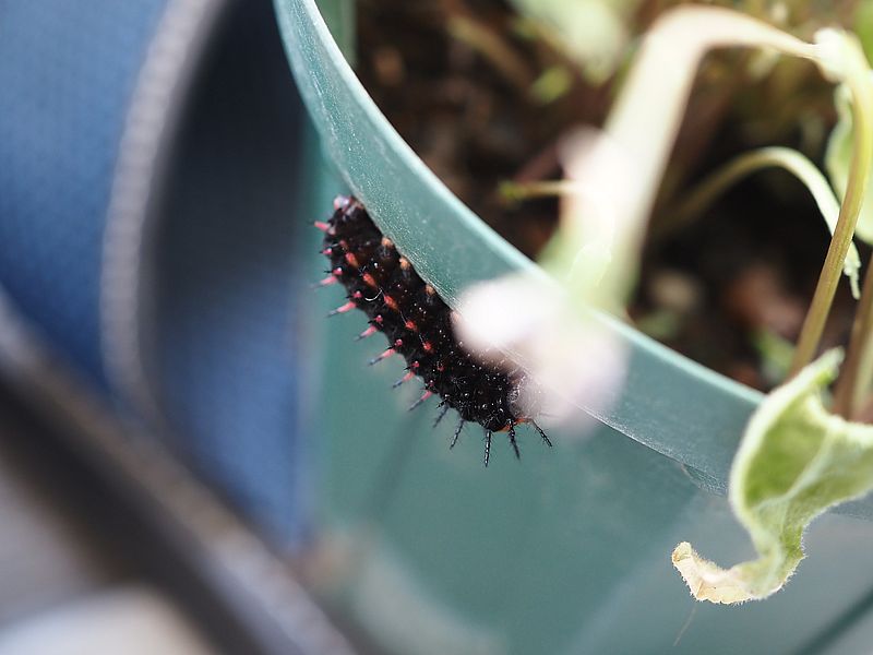 ツマグロヒョウモンの芋ちゃん