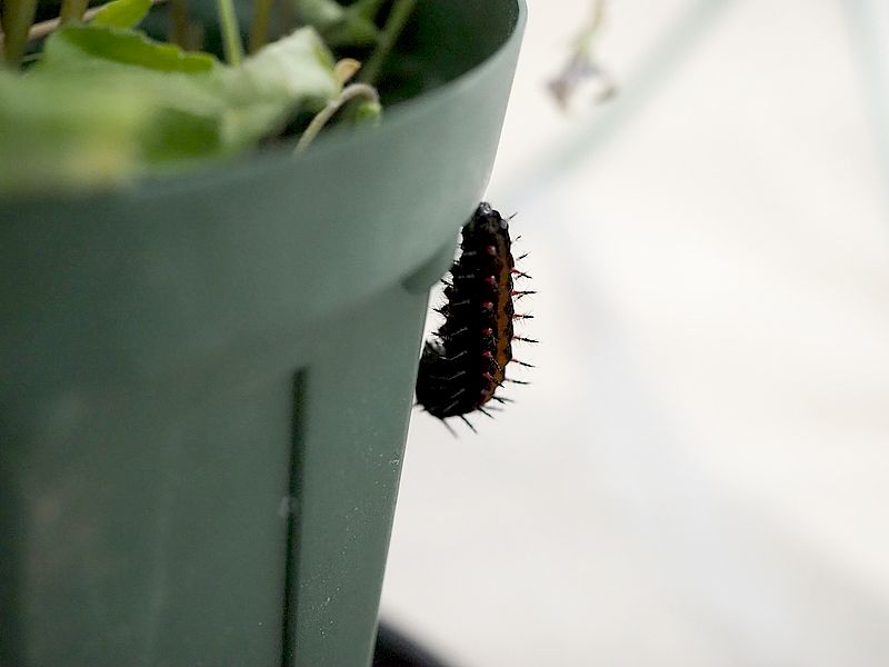 ツマグロヒョウモンの芋ちゃん