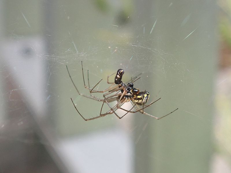 ジョロウグモの幼体なのかなぁ？