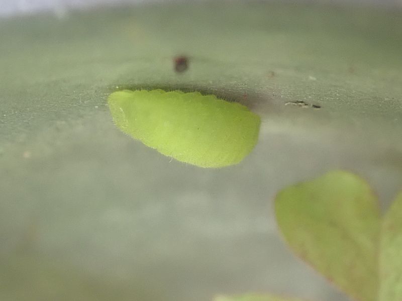 ヤマトシジミの芋ちゃん