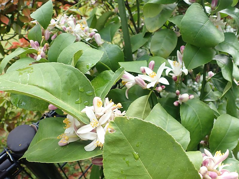 レモンの花が爆咲き