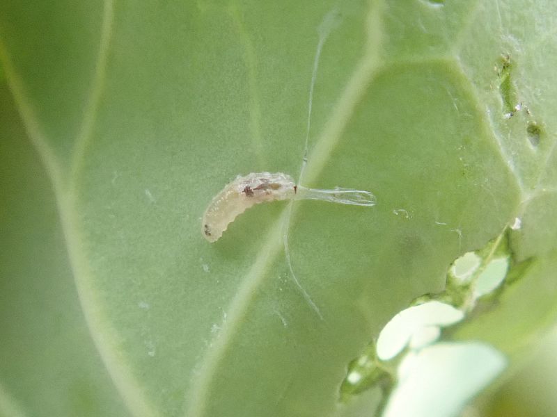 ヒラタアブ先生のお子さん