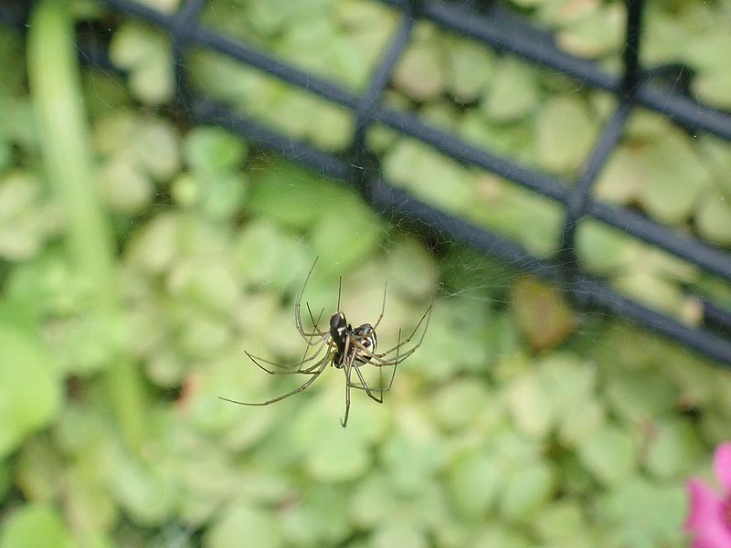 シロブチサラグモちゃん