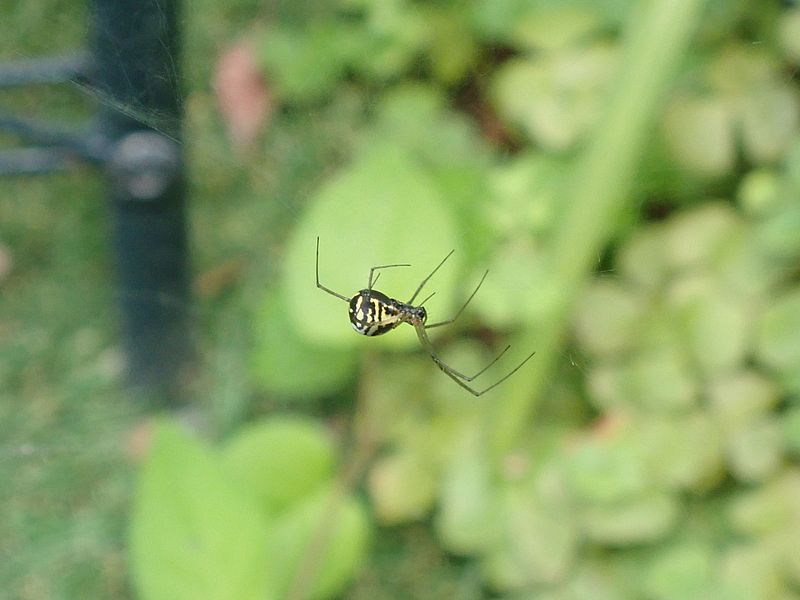 シロブチサラグモ