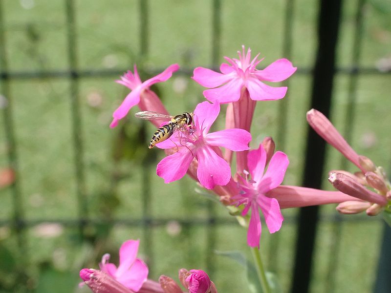 ムシトリナデシコ