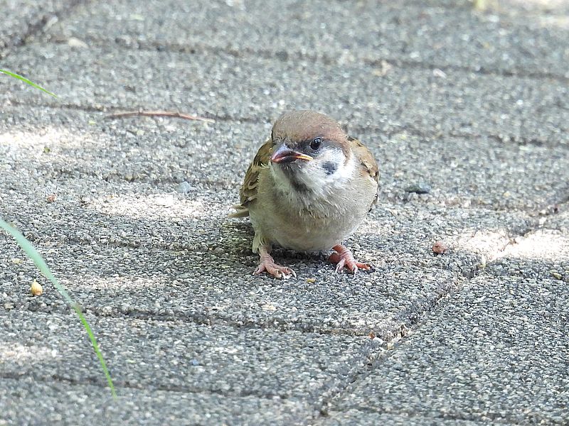 スズメちゃん