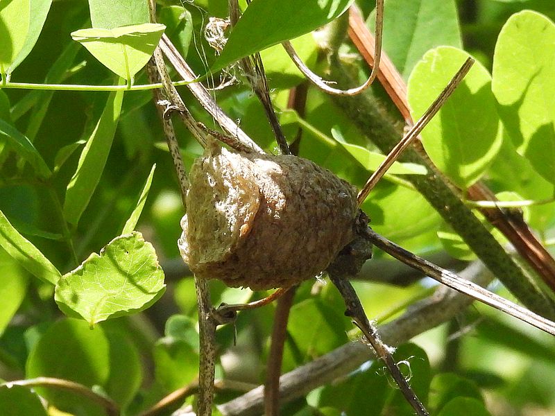 オオカマキリの卵