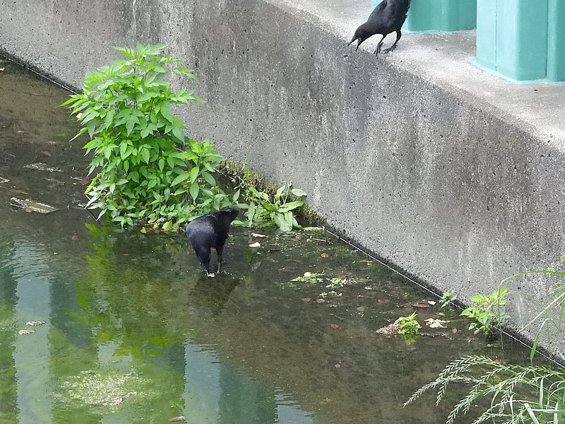 カラヤン