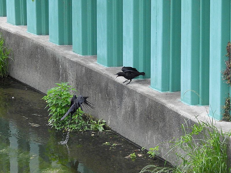 カラヤン